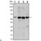 Akt antibody, LS-C812492, Lifespan Biosciences, Western Blot image 