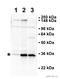 Ribosomal Protein S6 antibody, ab40820, Abcam, Western Blot image 