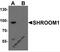 Shroom Family Member 1 antibody, 7113, ProSci, Western Blot image 