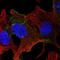 Cadherin EGF LAG Seven-Pass G-Type Receptor 1 antibody, HPA052976, Atlas Antibodies, Immunofluorescence image 