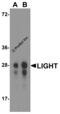 TNF Superfamily Member 14 antibody, RF16063, ProSci, Western Blot image 