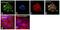 Protein Tyrosine Kinase 2 antibody, 700013, Invitrogen Antibodies, Immunofluorescence image 