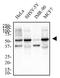 TERF2 Interacting Protein antibody, NB100-56321, Novus Biologicals, Western Blot image 
