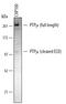 Protein Tyrosine Phosphatase Receptor Type M antibody, MAB4446, R&D Systems, Western Blot image 