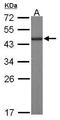 GINS Complex Subunit 4 antibody, PA5-31566, Invitrogen Antibodies, Western Blot image 