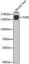 Toll Like Receptor 8 antibody, GTX55817, GeneTex, Western Blot image 