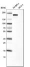 ERBB2 antibody, AMAb90627, Atlas Antibodies, Western Blot image 