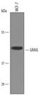 Ring Finger Protein 128 antibody, AF6234, R&D Systems, Western Blot image 