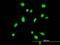 T-Box 6 antibody, H00006911-M06, Novus Biologicals, Immunofluorescence image 