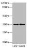 Serine dehydratase-like antibody, A63394-100, Epigentek, Western Blot image 