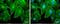 Actinin Alpha 2 antibody, NBP1-32462, Novus Biologicals, Immunofluorescence image 