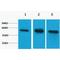 Tubulin Beta 1 Class VI antibody, LS-C387523, Lifespan Biosciences, Western Blot image 