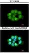 Nitric Oxide Synthase Interacting Protein antibody, GTX116126, GeneTex, Immunocytochemistry image 