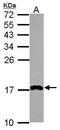 Programmed Cell Death 5 antibody, GTX109563, GeneTex, Western Blot image 