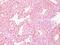 Chromogranin A antibody, MBS439151, MyBioSource, Immunohistochemistry paraffin image 