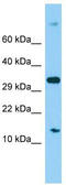 Mitochondrial Ribosomal Protein S16 antibody, TA333784, Origene, Western Blot image 