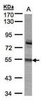Zinc Finger Protein 165 antibody, PA5-21546, Invitrogen Antibodies, Western Blot image 