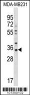 Gap Junction Protein Beta 5 antibody, 58-180, ProSci, Western Blot image 