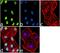 Histone Cluster 3 H2A antibody, 720070, Invitrogen Antibodies, Immunofluorescence image 