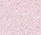 CXXC Finger Protein 4 antibody, 6041, ProSci, Immunohistochemistry paraffin image 