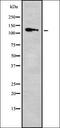 Kinesin Family Member 11 antibody, orb378275, Biorbyt, Western Blot image 
