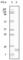 Synuclein Gamma antibody, abx011543, Abbexa, Western Blot image 