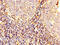 Calpain 2 antibody, CSB-PA004496LA01HU, Cusabio, Immunohistochemistry paraffin image 