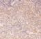 Component Of Inhibitor Of Nuclear Factor Kappa B Kinase Complex antibody, LS-C343976, Lifespan Biosciences, Immunohistochemistry frozen image 