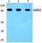 SUMO-activating enzyme subunit 2 antibody, A03816S621, Boster Biological Technology, Western Blot image 