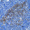 Hsp110 antibody, LS-C334839, Lifespan Biosciences, Immunohistochemistry frozen image 