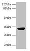 Outer Dense Fiber Of Sperm Tails 3 Like 1 antibody, CSB-PA814225LA01HU, Cusabio, Western Blot image 