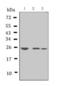 Amyloid P Component, Serum antibody, LS-C313414, Lifespan Biosciences, Western Blot image 