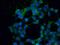 AT-Rich Interaction Domain 4A antibody, 22683-1-AP, Proteintech Group, Immunofluorescence image 