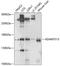 ADAMTS13 antibody, GTX00642, GeneTex, Western Blot image 