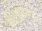 Interleukin 1 Receptor Antagonist antibody, orb48417, Biorbyt, Immunohistochemistry paraffin image 
