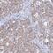Mitochondrial Pyruvate Carrier 1 antibody, PA5-60929, Invitrogen Antibodies, Immunohistochemistry frozen image 