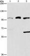 Activating Signal Cointegrator 1 Complex Subunit 2 antibody, PA5-50623, Invitrogen Antibodies, Western Blot image 