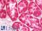 Mitofusin 1 antibody, LS-B12149, Lifespan Biosciences, Immunohistochemistry frozen image 