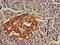 LIM homeobox transcription factor 1-alpha antibody, CSB-PA848414LA01HU, Cusabio, Immunohistochemistry frozen image 