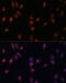 Ubiquitin Specific Peptidase 33 antibody, 16-483, ProSci, Immunofluorescence image 