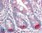 Transmembrane Serine Protease 5 antibody, 46-429, ProSci, Immunohistochemistry frozen image 