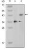 Mitogen-Activated Protein Kinase 11 antibody, NBP1-47513, Novus Biologicals, Western Blot image 