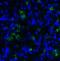 Lymphocyte Activating 3 antibody, RF16087, ProSci, Immunofluorescence image 