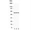 Solute Carrier Family 2 Member 1 antibody, R30287, NSJ Bioreagents, Western Blot image 