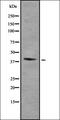 Homeobox A2 antibody, orb337554, Biorbyt, Western Blot image 