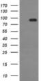 Cadherin-3 antibody, NBP2-45601, Novus Biologicals, Western Blot image 