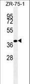 Bone Morphogenetic Protein 4 antibody, LS-C156835, Lifespan Biosciences, Western Blot image 