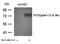 Activating Transcription Factor 2 antibody, orb14767, Biorbyt, Western Blot image 
