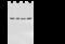 Protein Phosphatase 1 Regulatory Subunit 8 antibody, 101001-T34, Sino Biological, Western Blot image 