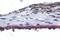 Retinal Pigment Epithelium-Derived Rhodopsin Homolog antibody, GTX71127, GeneTex, Immunohistochemistry paraffin image 
